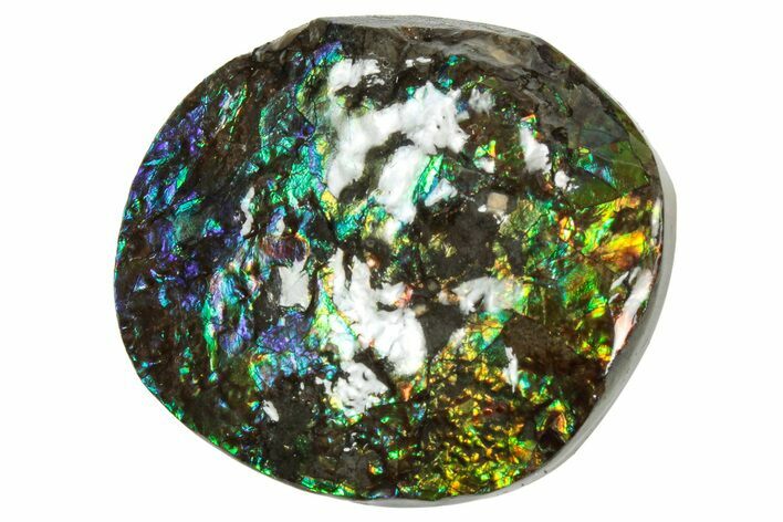 Flashy Ammolite (Fossil Ammonite Shell) - Rainbow Colored #357636